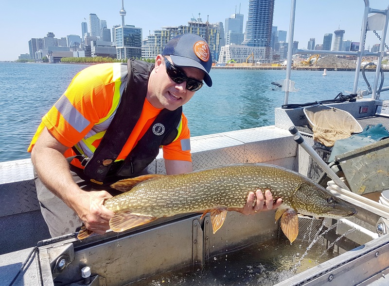 TRCA monitoring team member holds fish caught in Lake Ontario