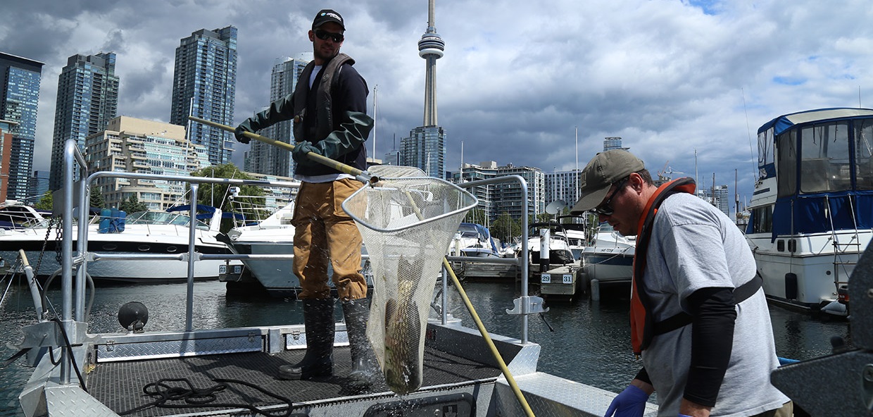 TRCA monitoring staff conduct acoustic telemetry study