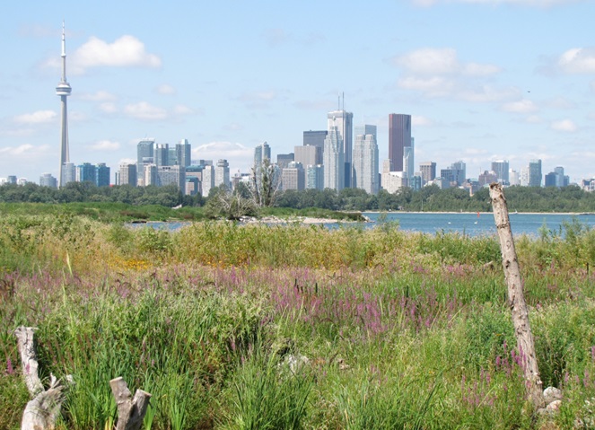 TRCA shoreline enhancement project