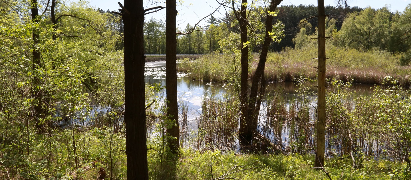 wetland area in Humber River watershed