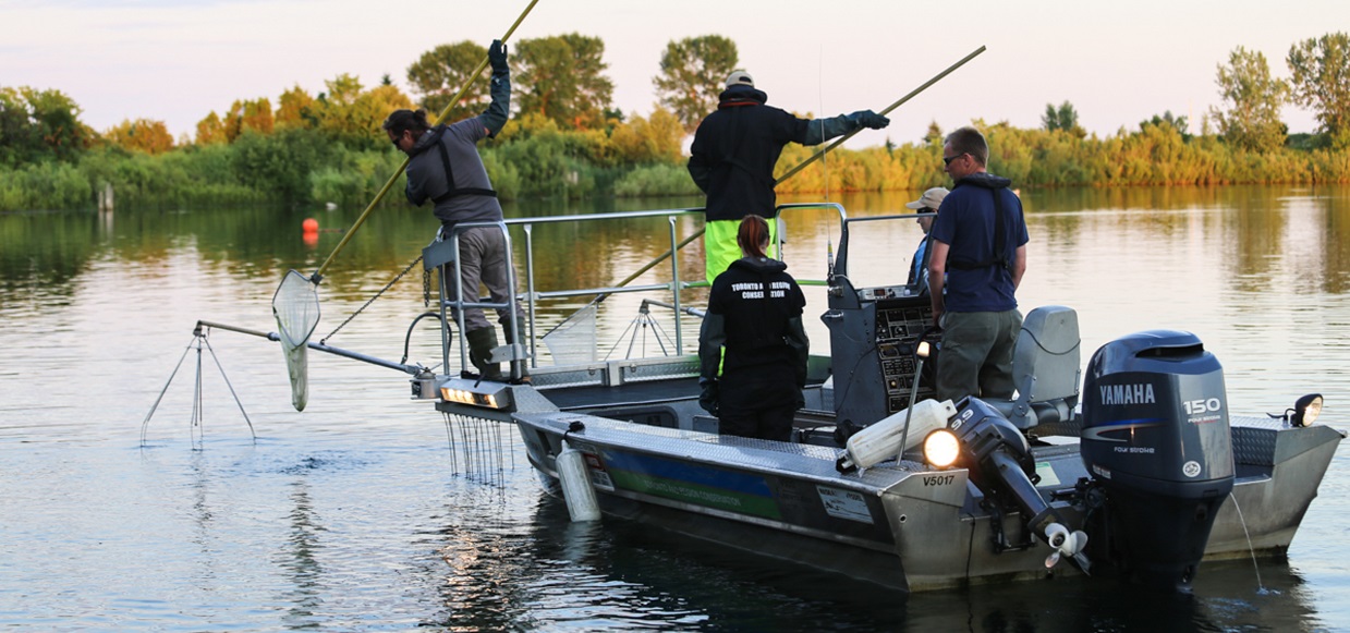 TRCA monitoring team electrofishing on Lake Ontario waterfront