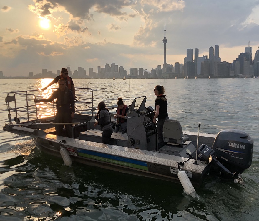 TRCA boat electrofishing team conducts Toronto waterfront survey at sunset