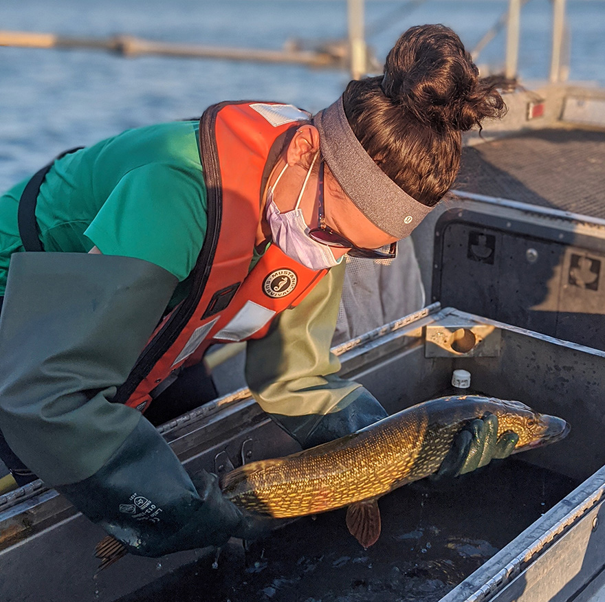 Northern Pike